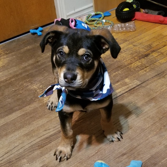 Meet your Posher, Amber - Picture 2 of 8